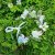 Blomsterkrans - Gårda Iris Flowerband (multi)