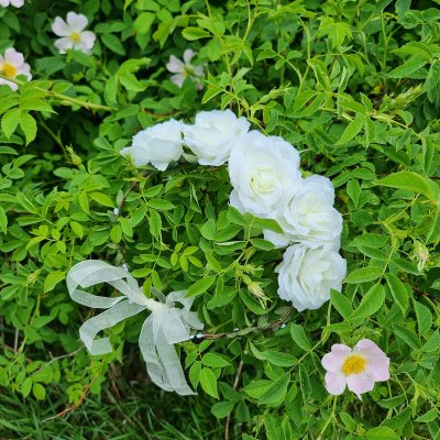 Blomsterkrans - Gårda Rose Flowerband (vit)